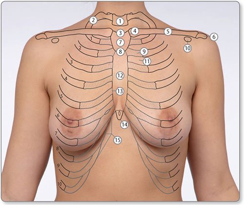 /images/breastbone.jpg