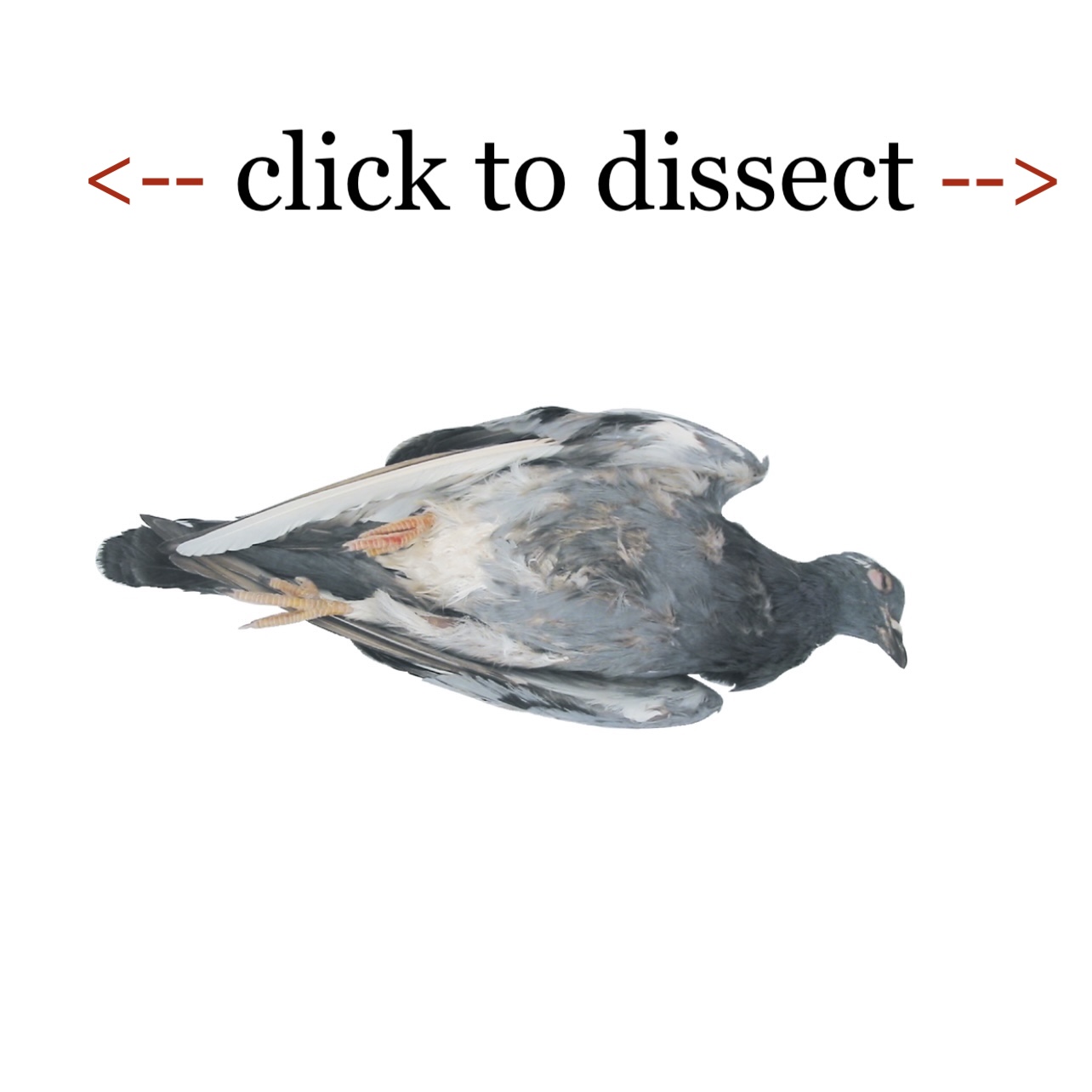 pigeon